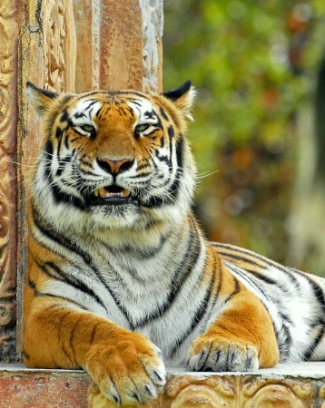 Bengal Tiger