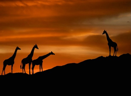 Journey of the Giraffe