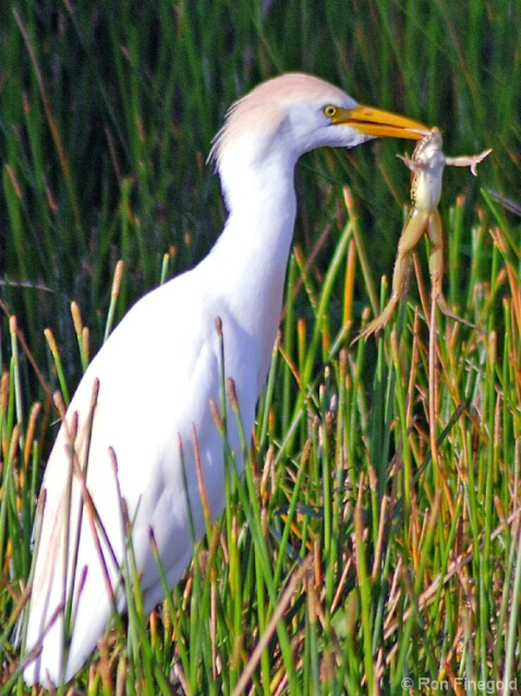 Today's Meal IV...Cattle Egret eating a Frog - ID: 5010267 © Ronald Finegold
