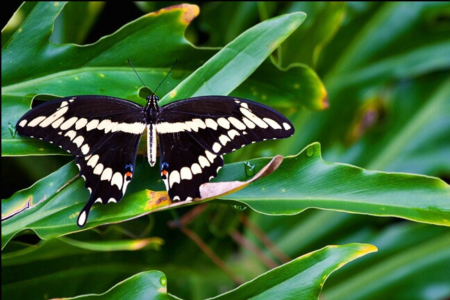 Giant Swallowtail - ID: 5012445 © Jeff Gwynne