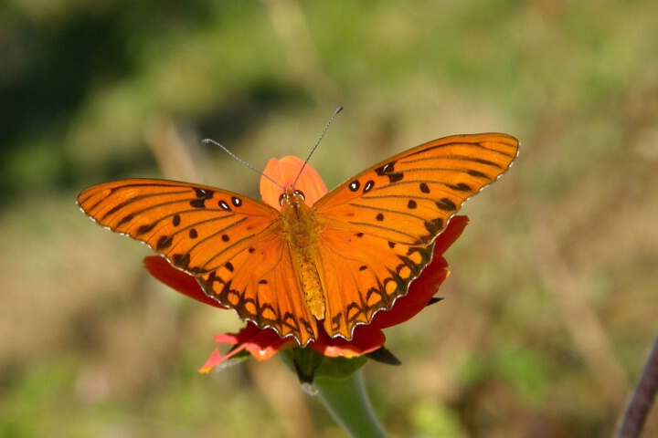 Orange butterfly