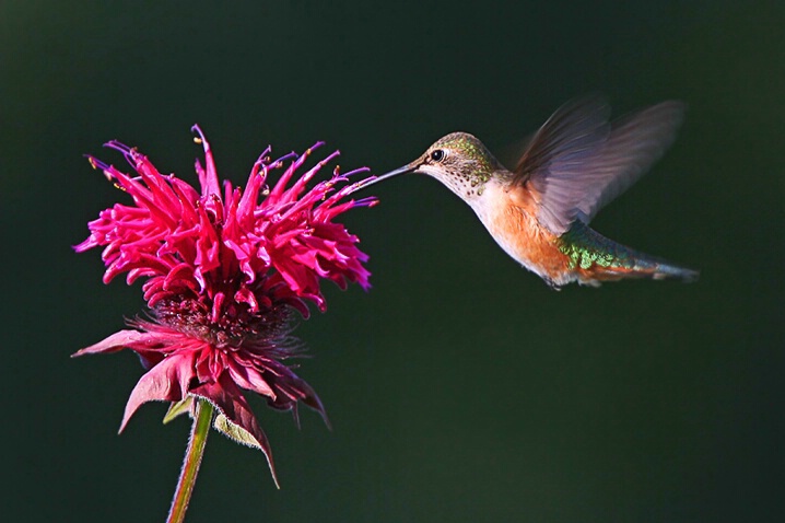 Rufous Hummingbird and Bee Balm - ID: 5012751 © Janine Russell