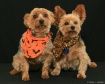 Jazzi & Jake (2)