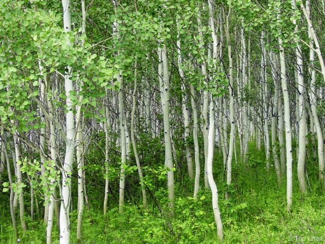 Aspen Grove