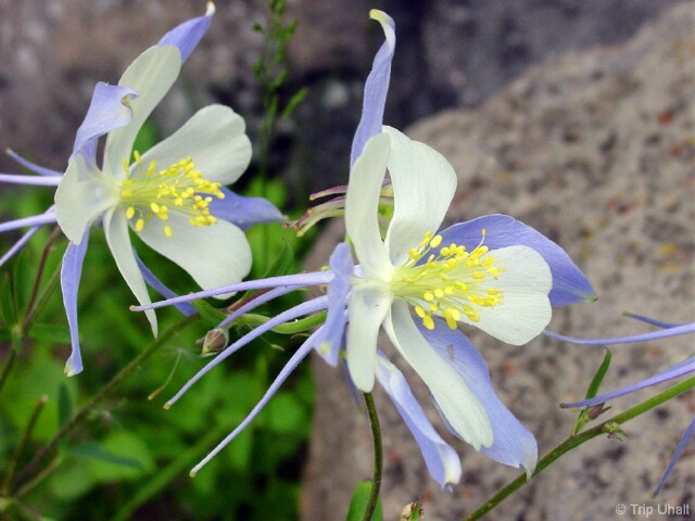 Colorado Columbines