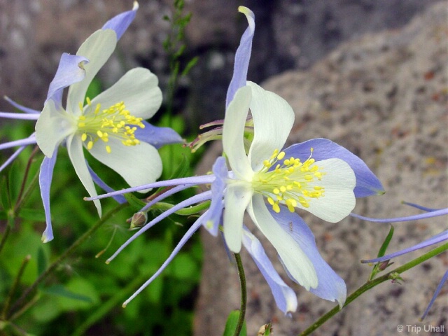 Colorado Columbines