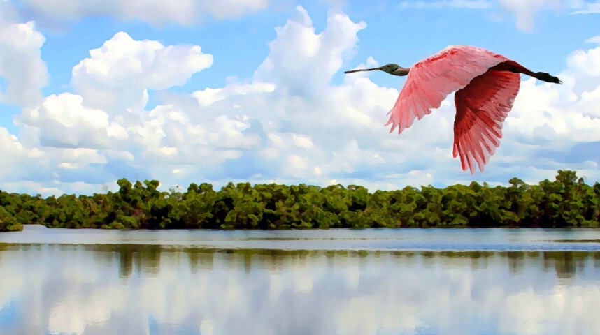 Painted Roseate Spoonbill