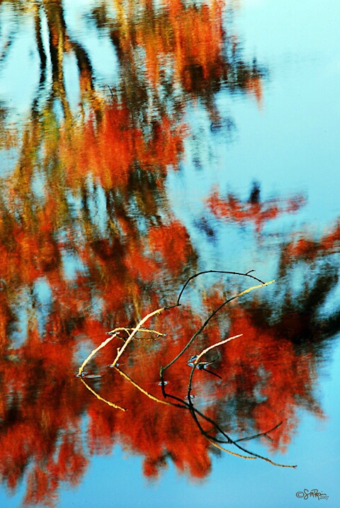Twigs in Fall Reflections