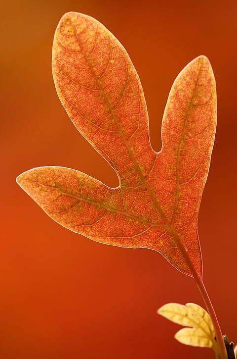 Autumn Leaf   