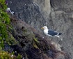 Seagull at Pismo ...