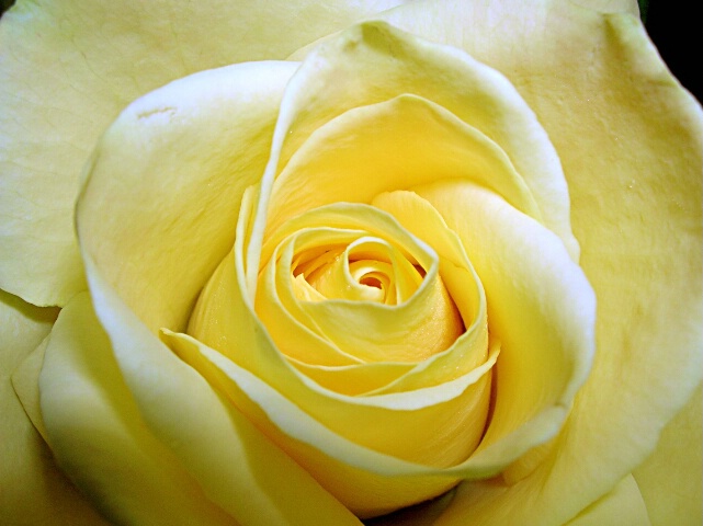 Rose of Yellow