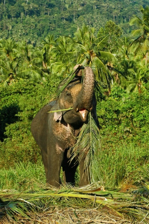 Koh Samui, elephant