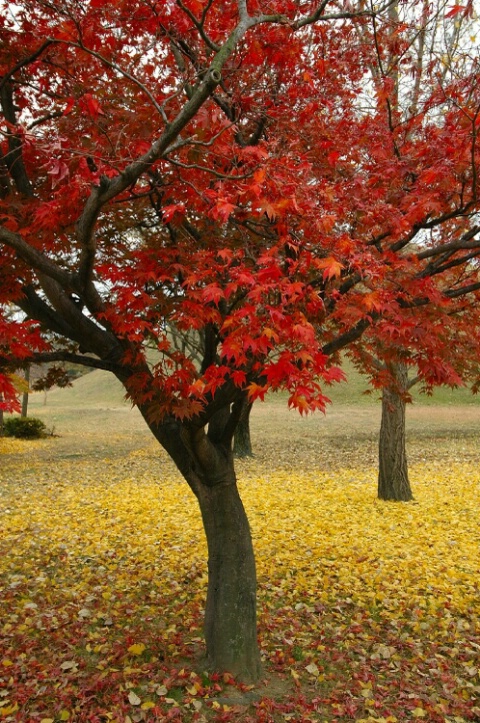 Fall in S. Korea