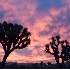 © Phil Burdick PhotoID # 5020390: Joshua Tree Sunrise