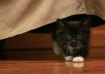 Peek-A-Boo!