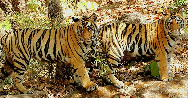 Tiger Cubs - ID: 5022072 © VISHVAJIT JUIKAR