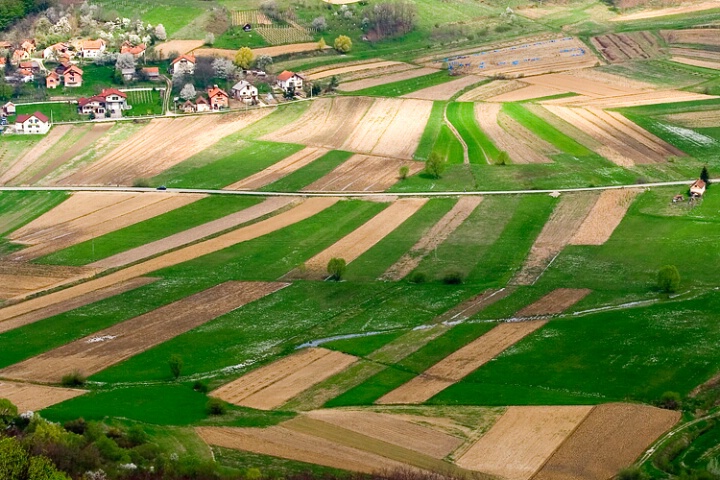 Green vs.Brown