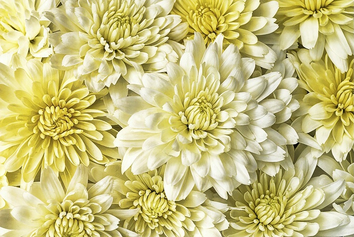 Chrysanthemums - ID: 5022373 © Laurie Daily