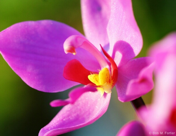 Orchid