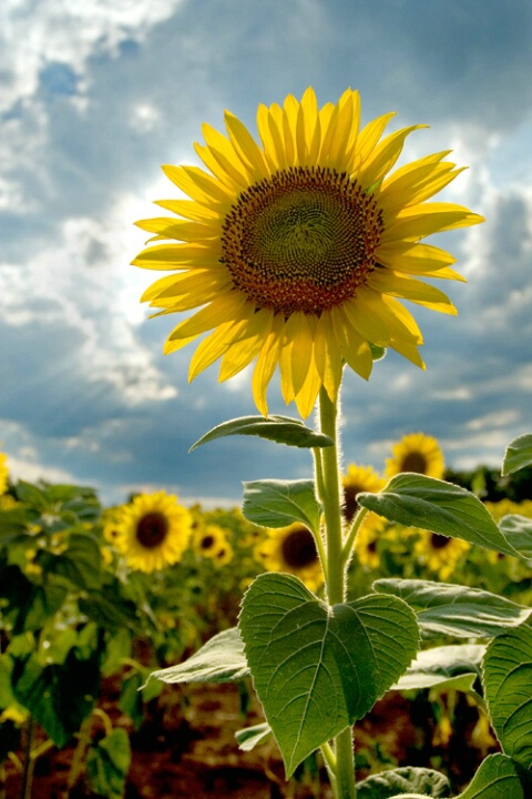 Sunflower Sunblock