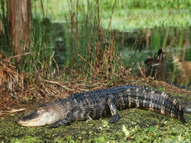 Alligator - ID: 5023579 © Ronald Finegold