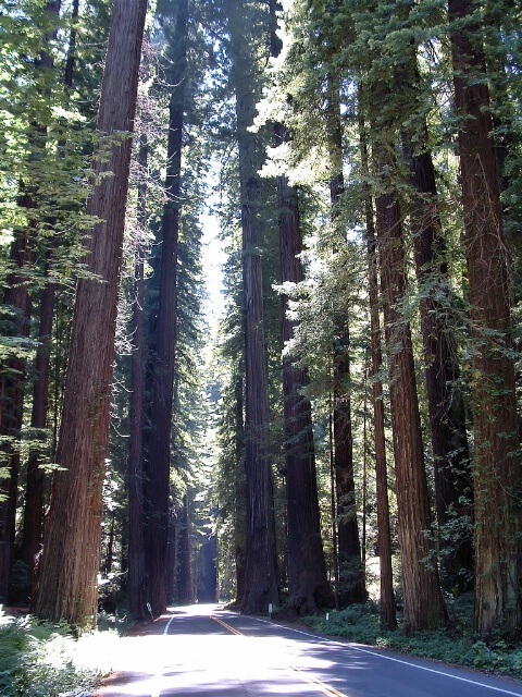 Sun Peeking Thru The Redwoods