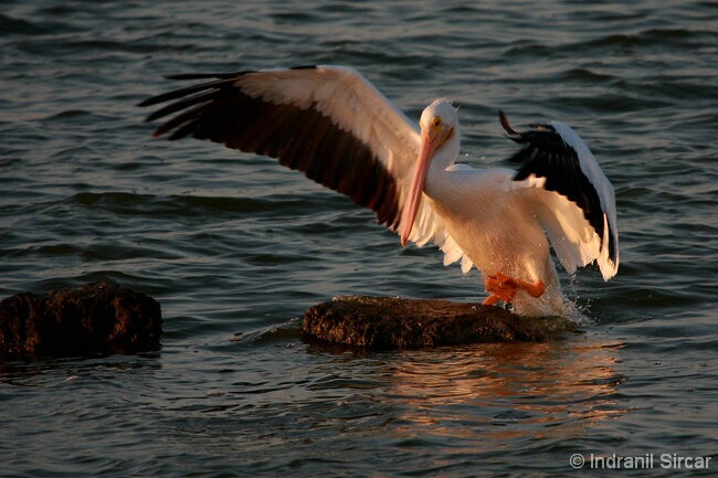 Pelican Landing!