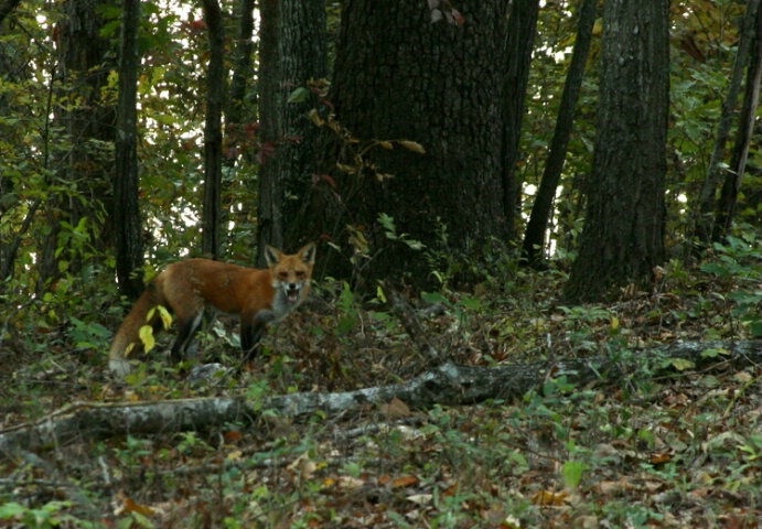 fox caught off guard