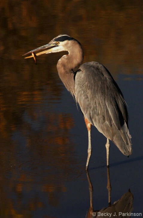 Fishing