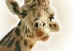 Kiva the Giraffe