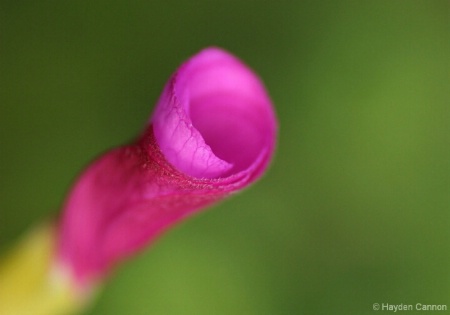 curles of pink