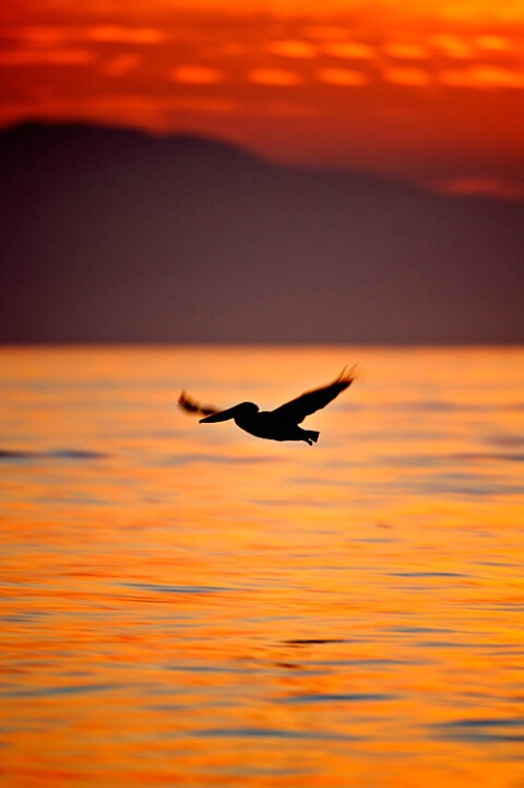 Pelican Silhouette Sunrise
