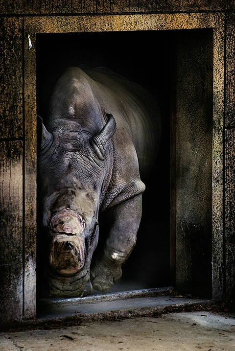 rhino at the door