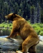 Ahh wildlife in t...
