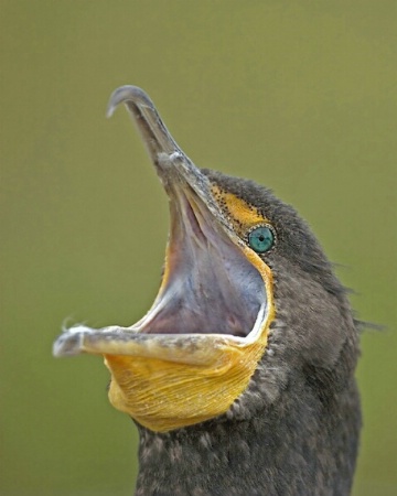 Cormorant Yawn
