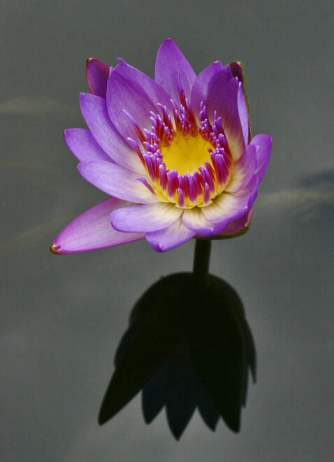 Reflections of a Water Lilly