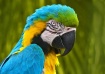 Blue-Gold Macaw