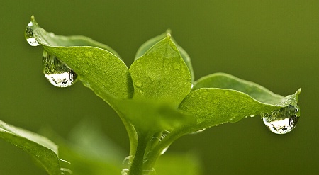 dewdrops