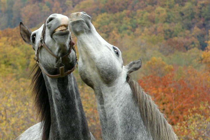 horse kiss