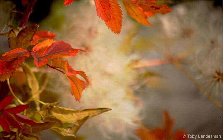 Autumn Potpourri 5 - ID: 5036165 © Toby Landesman