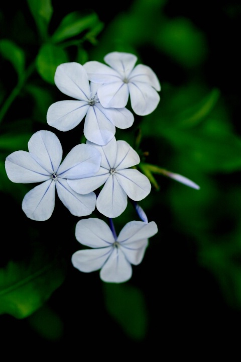 Lovely Flowers