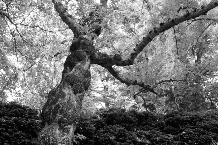 Tree Spirit - Dumbarton Oaks