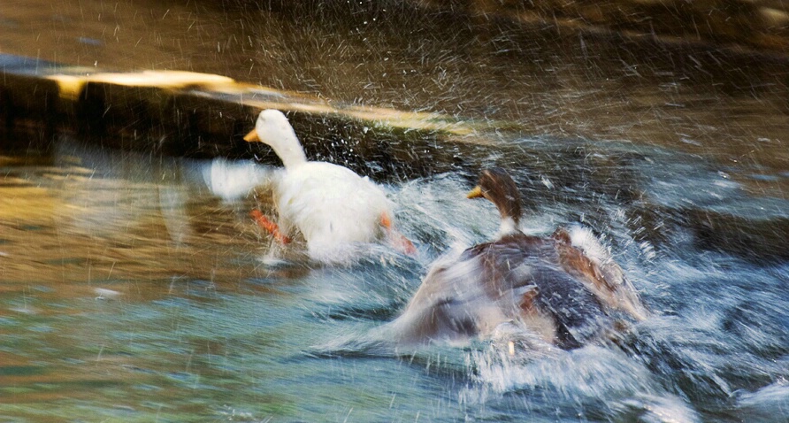 Ducks chasing