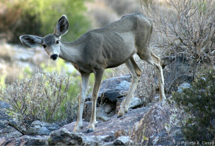 Mule Deer - White Tank Park - ID: 5039254 © Patricia A. Casey