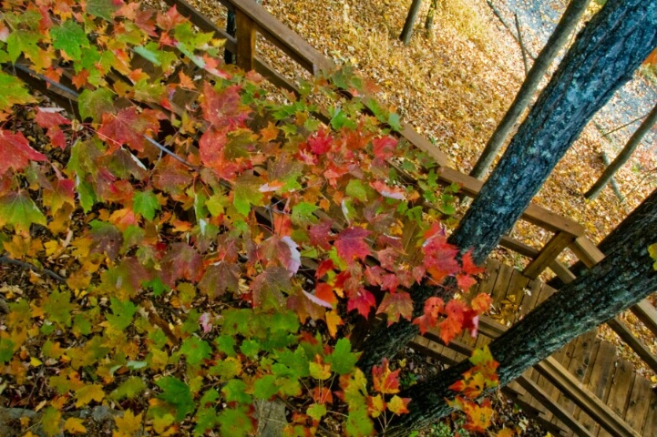 Steps to cottage in Fall