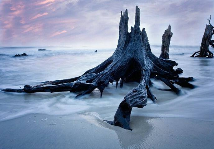 Driftwood Beach at Sunrise, Jekyll Island GA