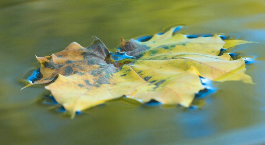 Maple on Water