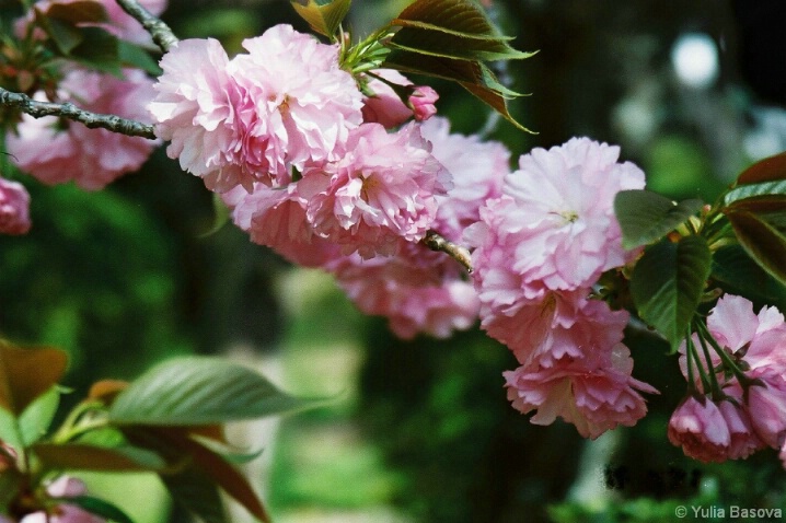Sakura in Heian Shrine, Japan - ID: 5044027 © Yulia Basova