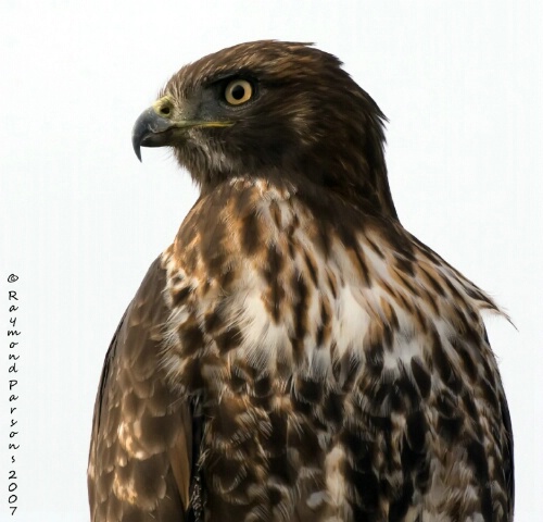 Red-tailed Hawk [Not Captive]