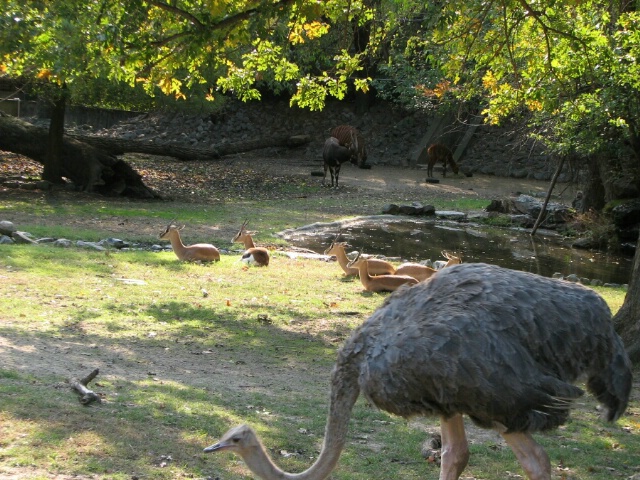 Ostrich and Friends